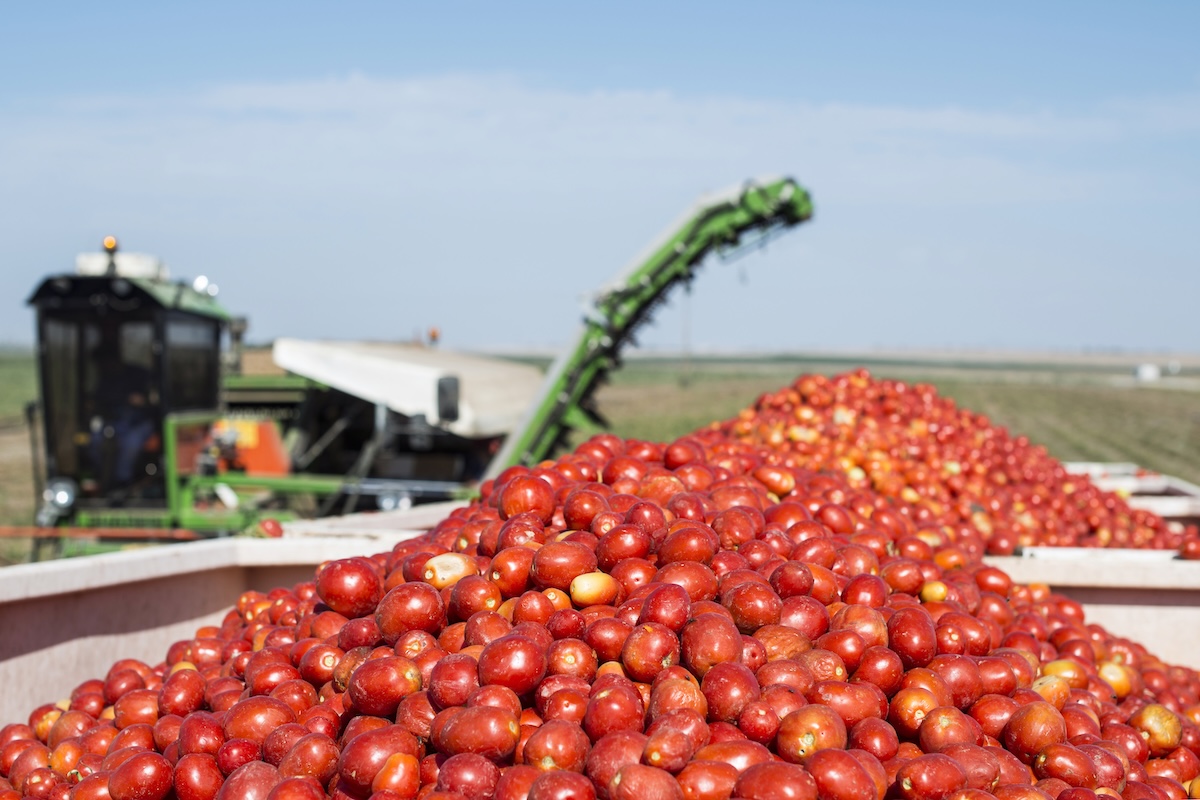 Vegetable Farm Equipment