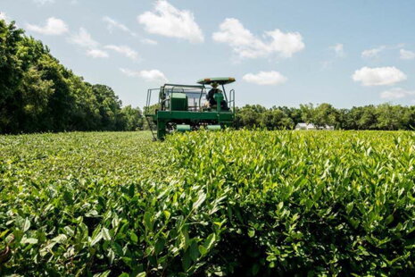 Advanced and Smart Agriculture